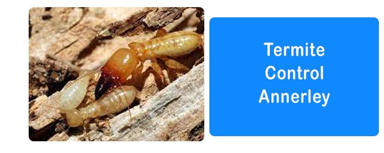 Termite Control Annerley