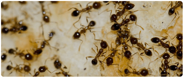 Ant Control Annerley