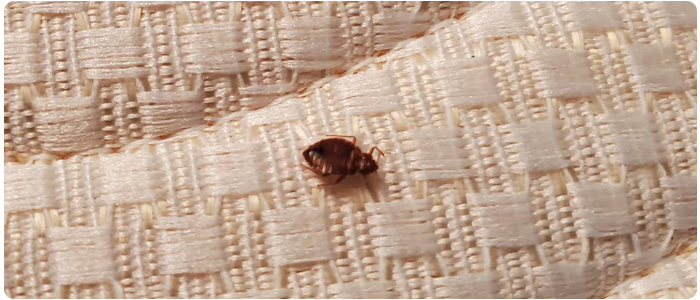 bed bugs Infestation