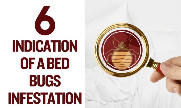 6 Indication of a bed bugs Infestation