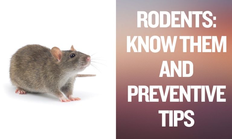 Rodents_ Know Them And Preventive Tips